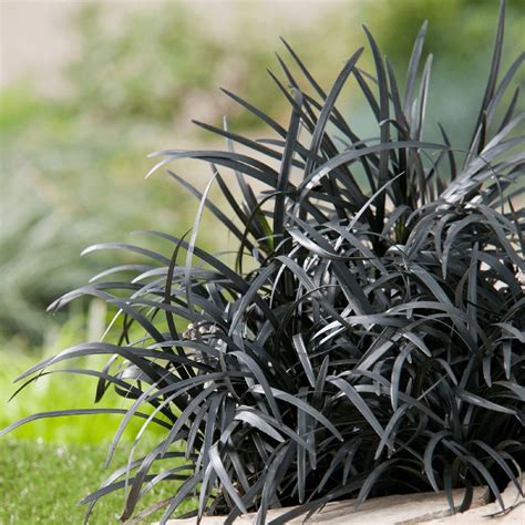 Black Mondo Grass - How To Grow and Care ( Ophiopogon Planiscapus )