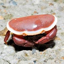 Red egg crab (Atergatis integerrimus)