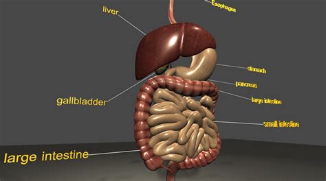 Human Digestive System Model Stomach Anatomy - ihoptallahassee.org