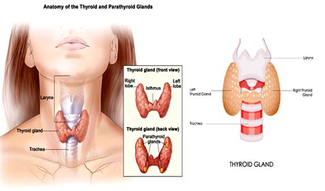 Thyroid Lobectomy Surgery in Dubai