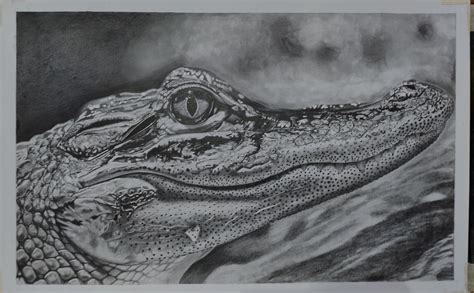 Crocodile realistic art by me : drawing