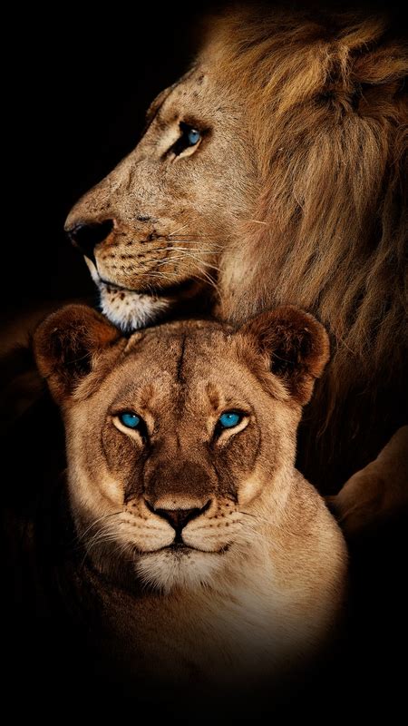 Lion Hd Wallpaper, Wild Animal Wallpaper, Couple Wallpaper, Original ...