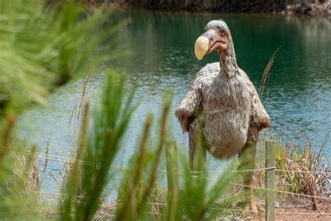 Can Dodo Be Brought Back to Life? Scientists Embark on De-Extinction ...