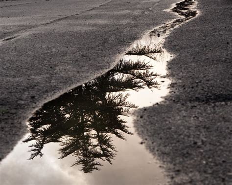 Puddle Reflection 9738 | Reflection seen in a puddle recentl… | Flickr