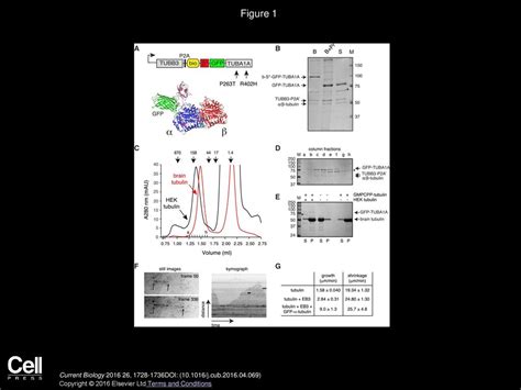 Volume 26, Issue 13, Pages (July 2016) - ppt download