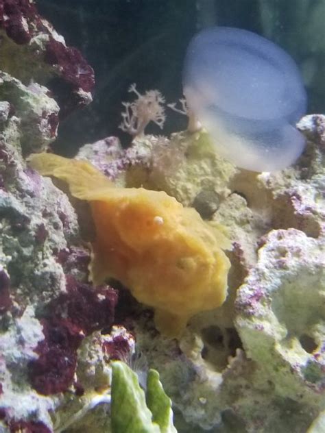 Frogfish breeding | MonsterFishKeepers.com