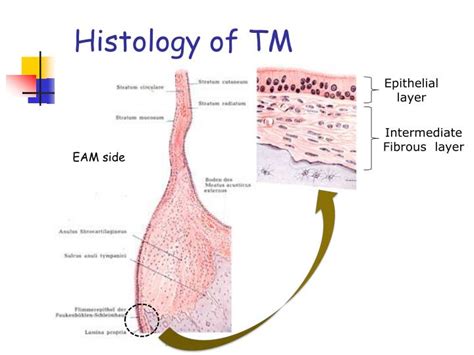 PPT - Innovative regenerative treatment for the tympanic membrane ...