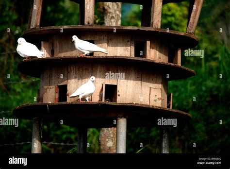 Pigeon house Stock Photo - Alamy