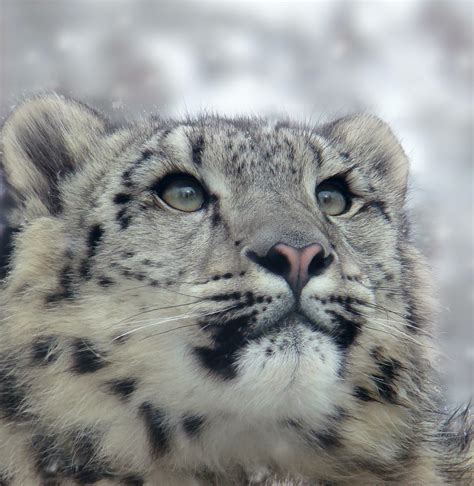 Snow Leopard Conservancy–Wildlife Conservation Network
