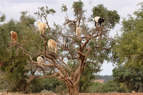 TIME's Top 100 Photos of 2017 | Goats, Tree, Climb trees