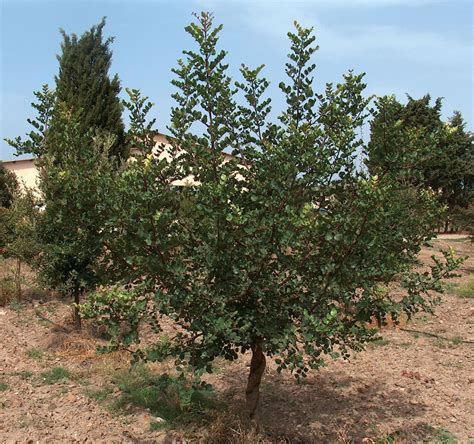 Carob | Health Benefits, Nutritional Value & Culinary Uses | Britannica