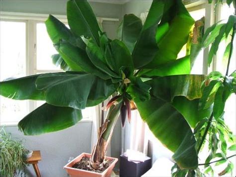 How to Grow Bananas Indoors This Winter! ~ Bees and Roses