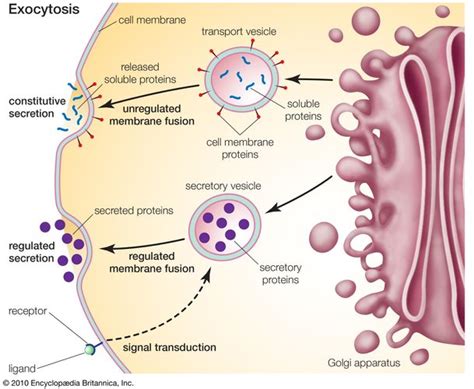 Golgi apparatus | Definition, Function, Location, & Facts | Britannica