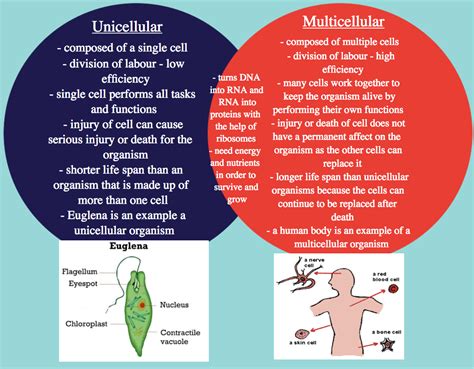 Unicellular And Multicellular Cell Division - Cell Division