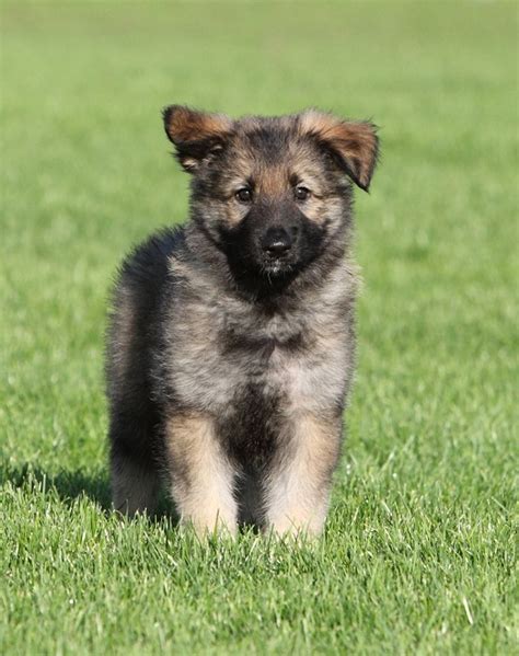 Carpathian Sheepdog (Carpathian Shepherd Dog Info, Temperament, Puppies ...