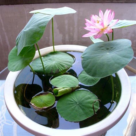 10/100Pcs Aquatic Bowl Water Lily Germination Aquatic Hydroponic Plants ...