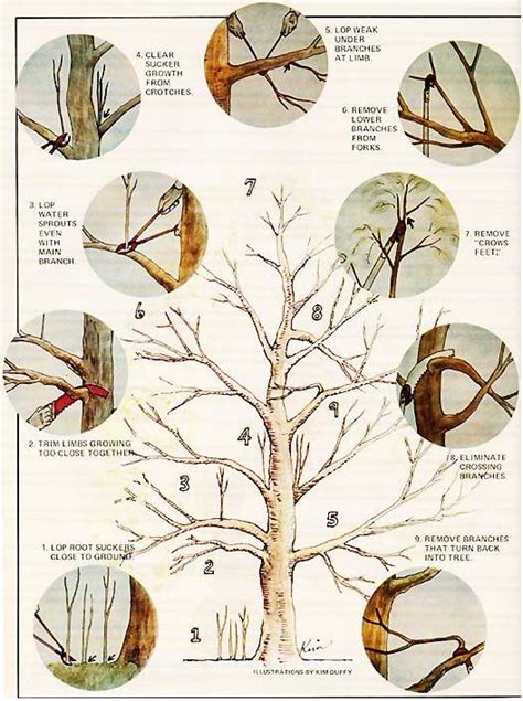 How to Prune an Apple Tree - Organic Gardening - MOTHER EARTH NEWS | Apple tree gardening, Fruit ...