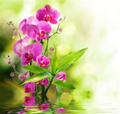 HD wallpaper: Orchid, 5k, 4k, 8k, pond | Wallpaper Flare