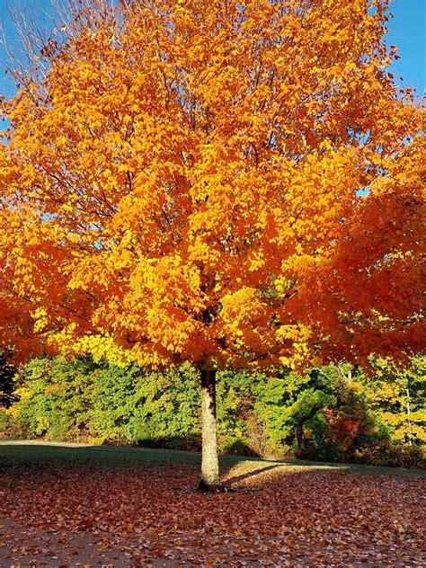 Your favorite trees for fall color? - General Gardening - Growing Fruit