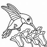Hummingbird Collecting Flower Nectar Coloring Page  Free Printable sketch template