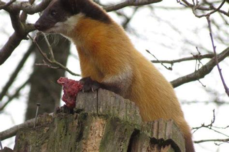 Local destination Nuremberg Zoo in Nuremberg - DOATRIP.de