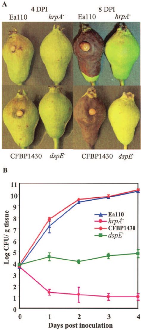 Symptoms and growth of Erwinia amylovora WT strains and hrpA and dspE... | Download Scientific ...