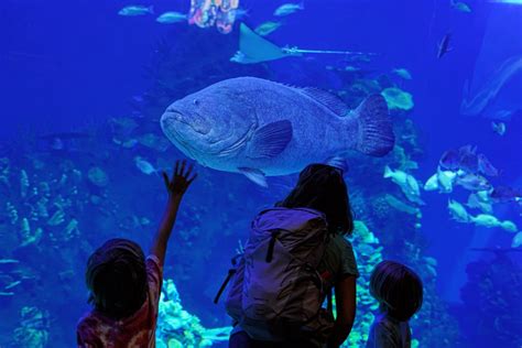 Mazatlan Aquarium (Gran Acuario) with Kids