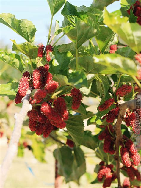 Northern Red Giant Mulberry Tree – Kens-Nursery