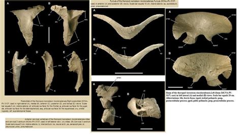 1000+ images about Dinosauricon A :Genus : Aerosteon on Pinterest