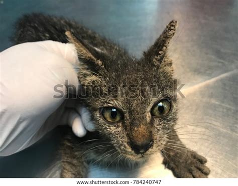 Cat Clinical Sign Feline Sarcoptic Mange Stock Photo (Edit Now) 784240747