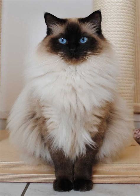 Great Photographs Ragdoll Cats yellow Tips | Fluffy cat breeds, Cute cats, Cute animals