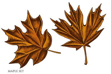 Maple Leaf Clip Art at - vector clip art online, royalty - mse.cis.ksu.edu
