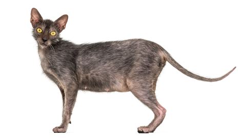 Lykoi (Werewolf cat) | Cat Breeds | zooplus Magazine