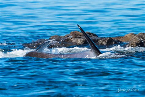 Bigg’s Orca Seal Hunt - Amazing Day- Spirit of Orca