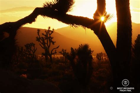 Joshua Tree sunset | Best regards from far,