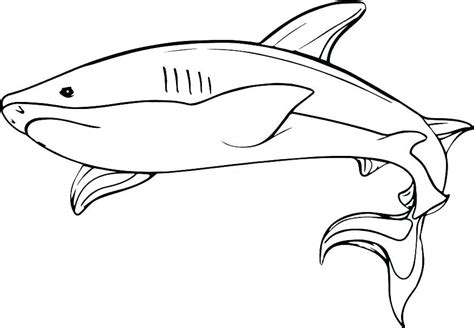 Shark Coloring Pages PDF Printable - Coloringfolder.com | Shark coloring pages, Coloring pages ...