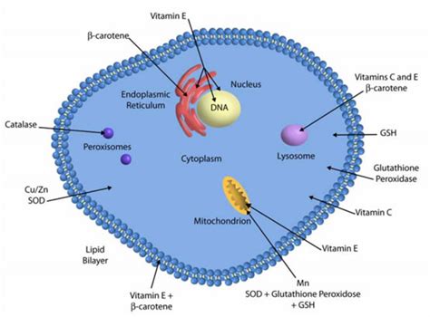 Antioxidant Enzyme Systems