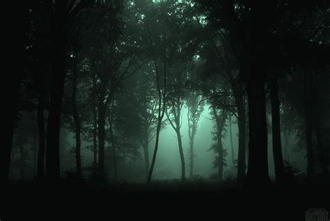 Photos de la forêt de bois mystérieux Night Forest, Foggy Forest, Dark Forest Aesthetic, Haunted ...