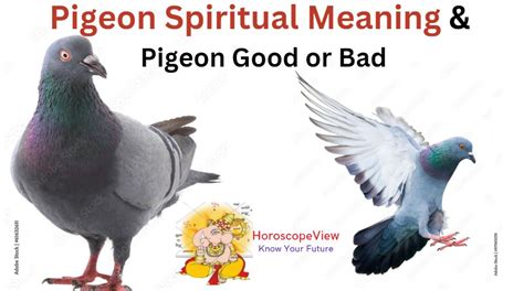 Pigeon Meaning Spiritual (Pigeon Good or Bad)