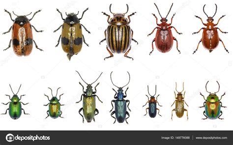 Set of Leaf-beetles of Europe - Chrysomelidae — Stock Photo © gstalker88 #149776088