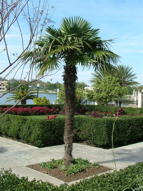 Cold Hardy Palm Trees - species and the regions where they grow | Windmill Palm Trees Growing