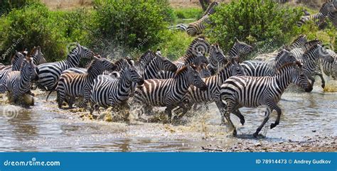 Group of Zebras Running Across the Water. Kenya. Tanzania. National Park. Serengeti. Maasai Mara ...