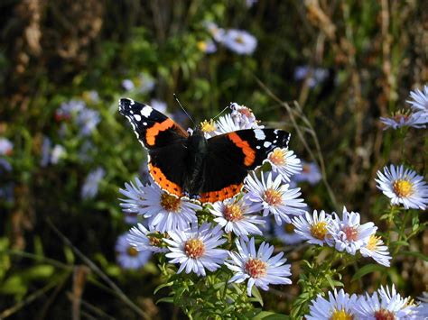 Free Red Admiral butterfly Stock Photo - FreeImages.com