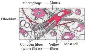 Answer the following question. With help of neat labelled diagram ...