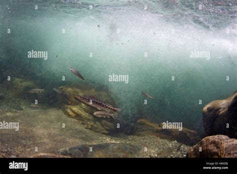 Rainbow Trout (Oncorhynchus mykiss) juveniles, Big Sur, California ...