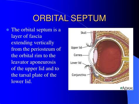 Orbital Septum Anatomy