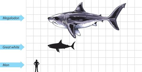 How great white sharks outsmarted the massive megalodon to first rule ...