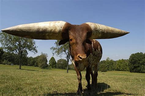 The cow set a record with the longest horns in the world