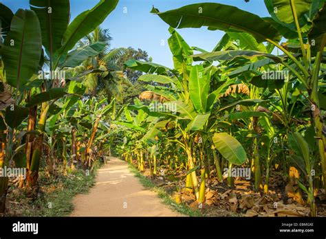 Banana Plantation High Resolution Stock Photography and Images - Alamy