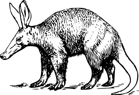 Aardvark,burrowers, What Is An Aardvark | Science Hub 4 Kids